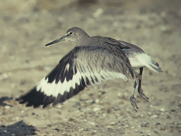 Preeriaviklo, Willet, Catoptrophorus semipalmatus